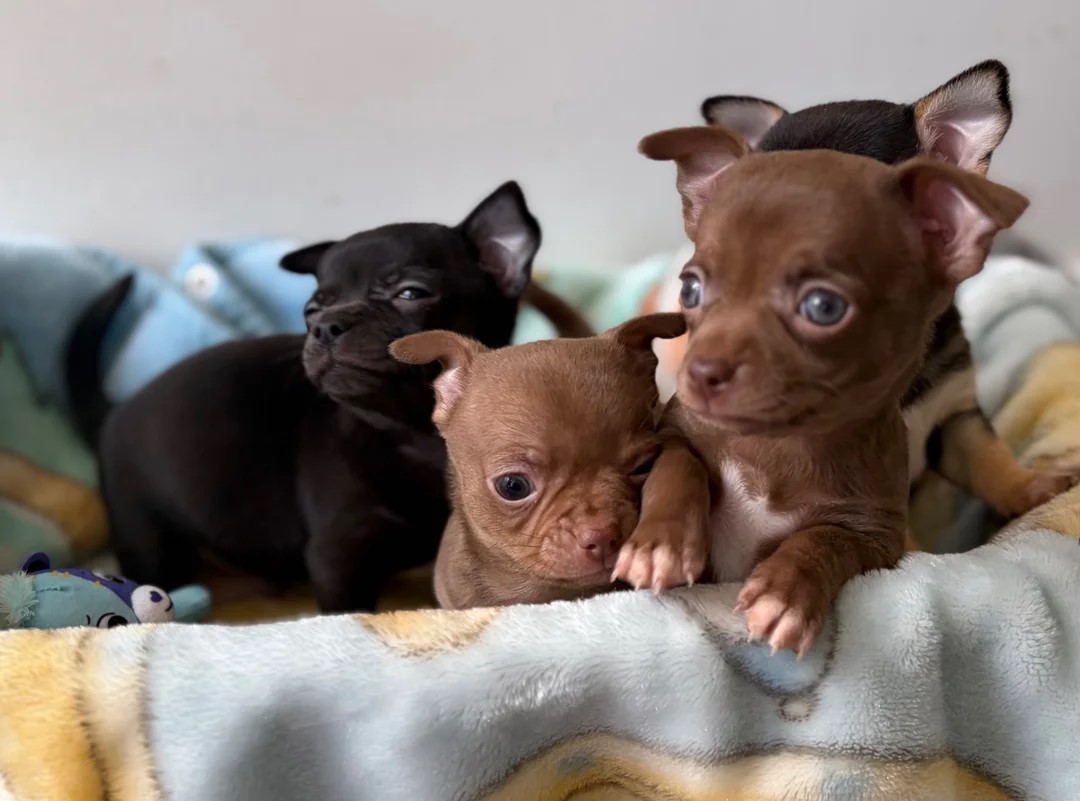 CHIHUAHUA