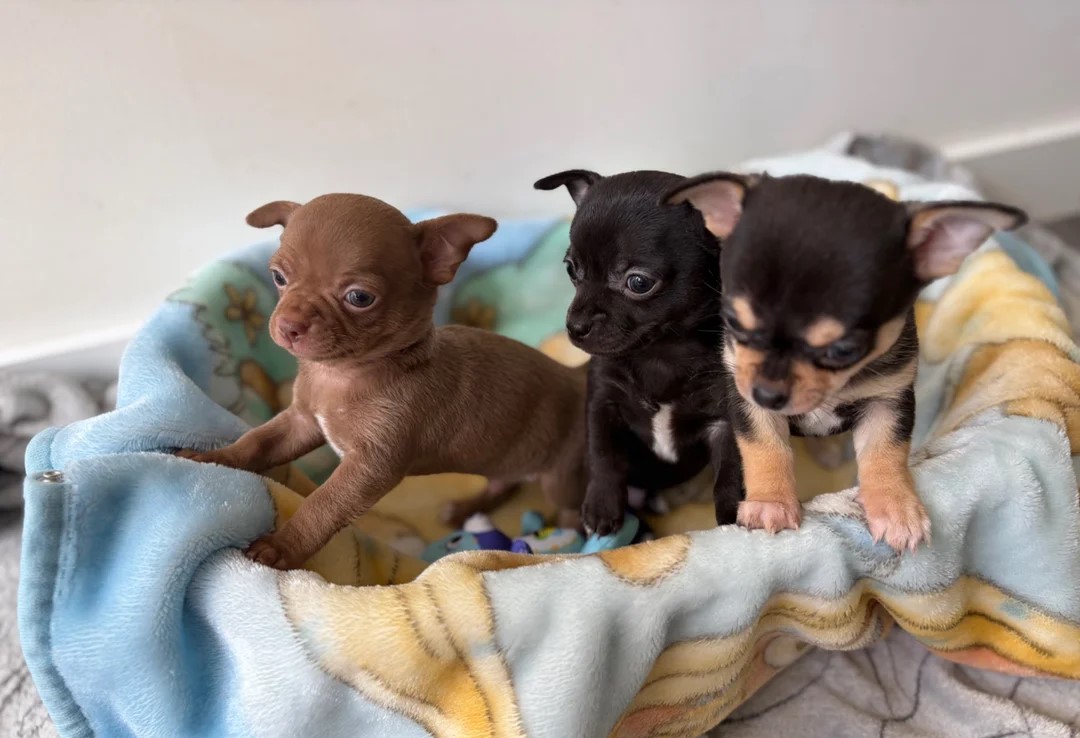 CHIHUAHUA - Pikkukuva 2