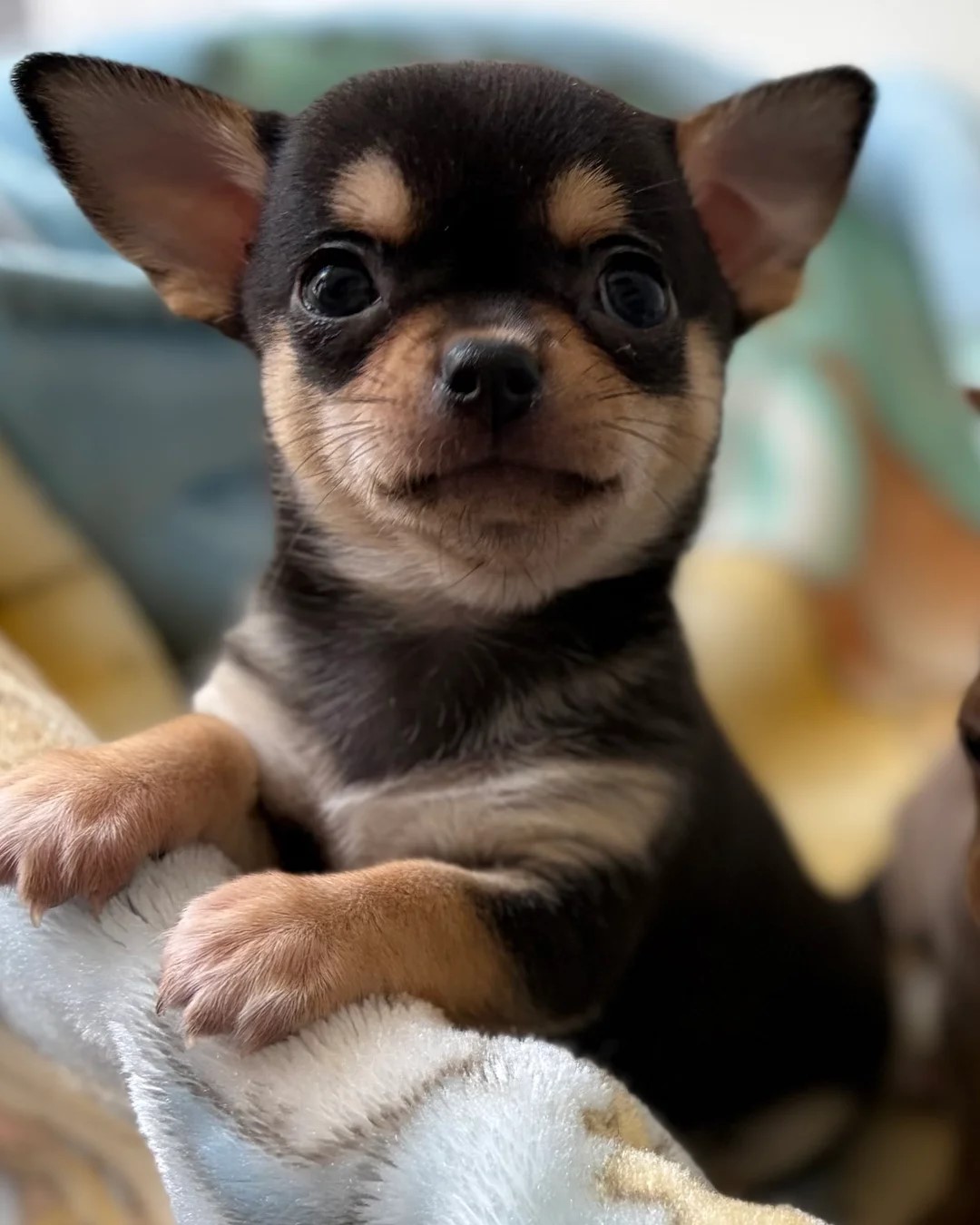 CHIHUAHUA - Pikkukuva 3