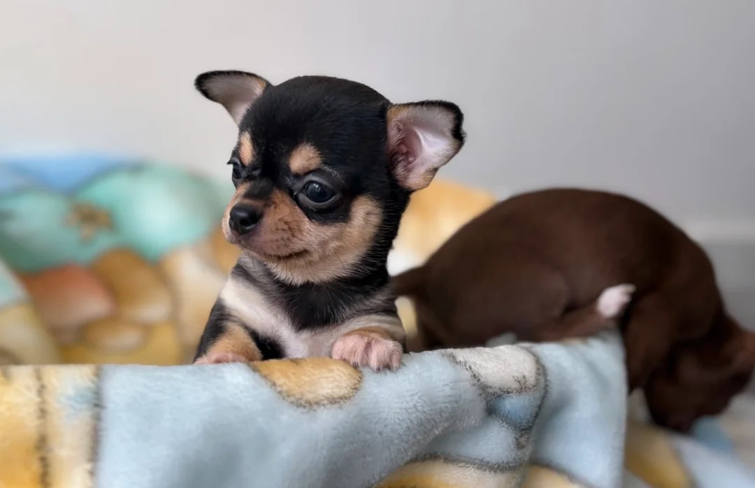 CHIHUAHUA - Pikkukuva 4