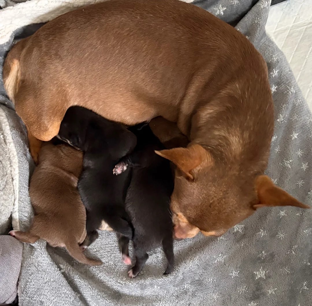 CHIHUAHUA - Pikkukuva 5