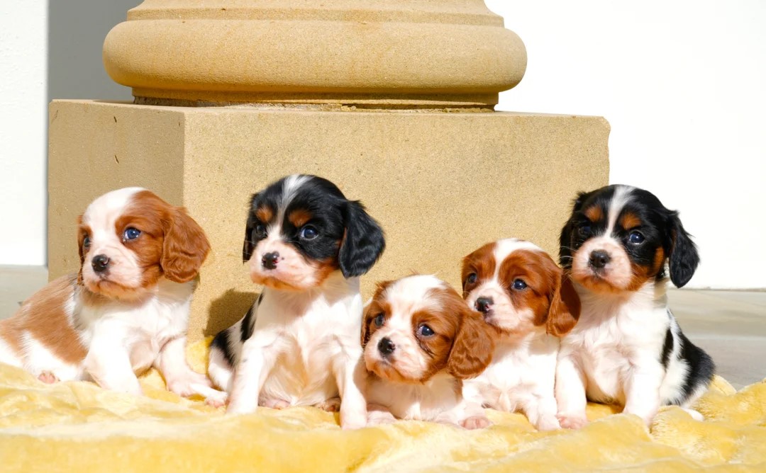 CAVALIER KING CHARLES SPANIAL