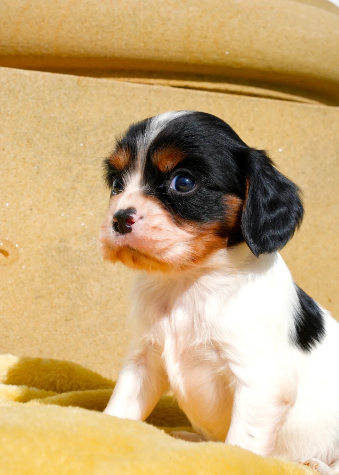 CAVALIER KING CHARLES SPANIAL - Pikkukuva 2