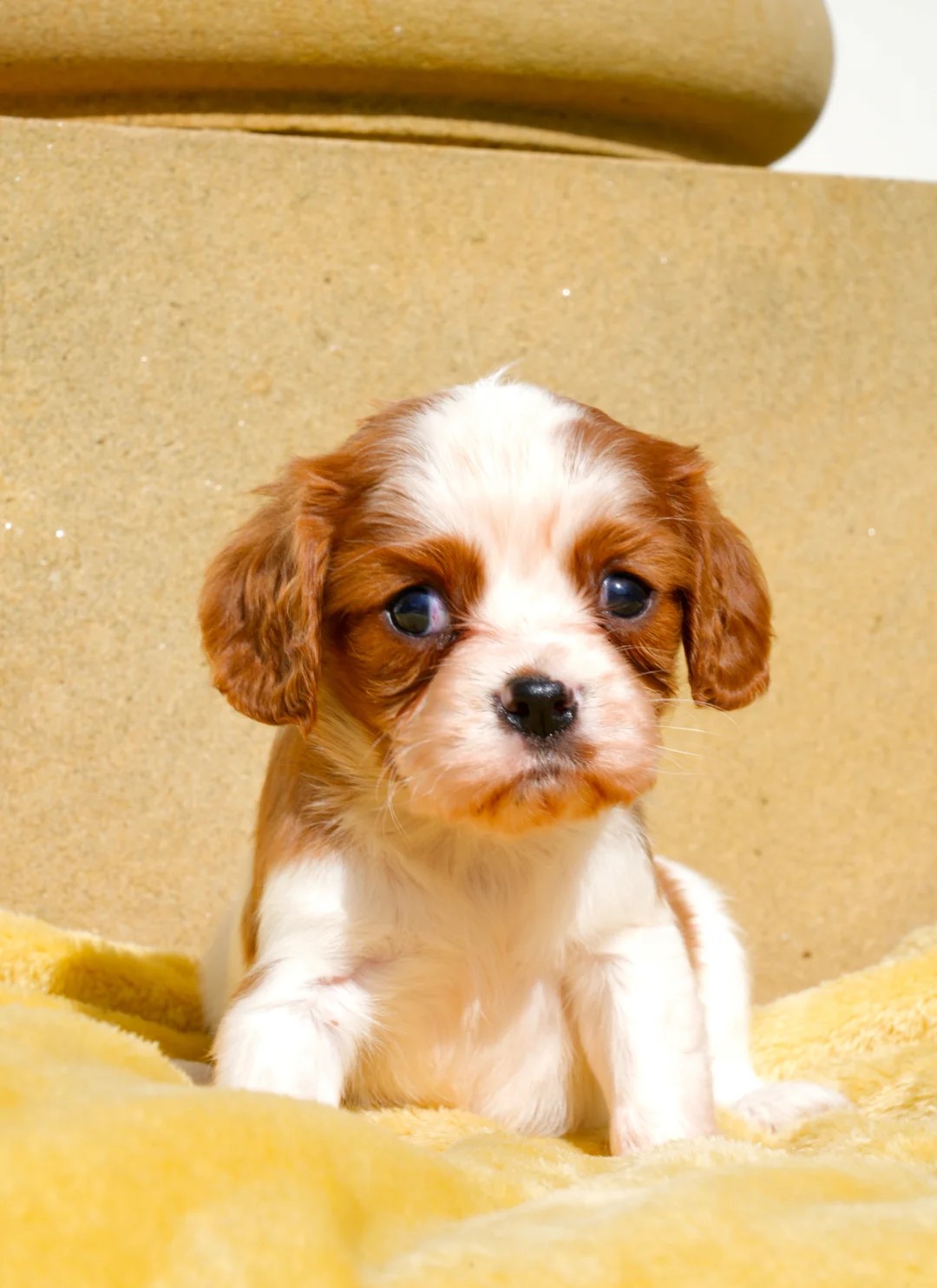CAVALIER KING CHARLES SPANIAL - Pikkukuva 3