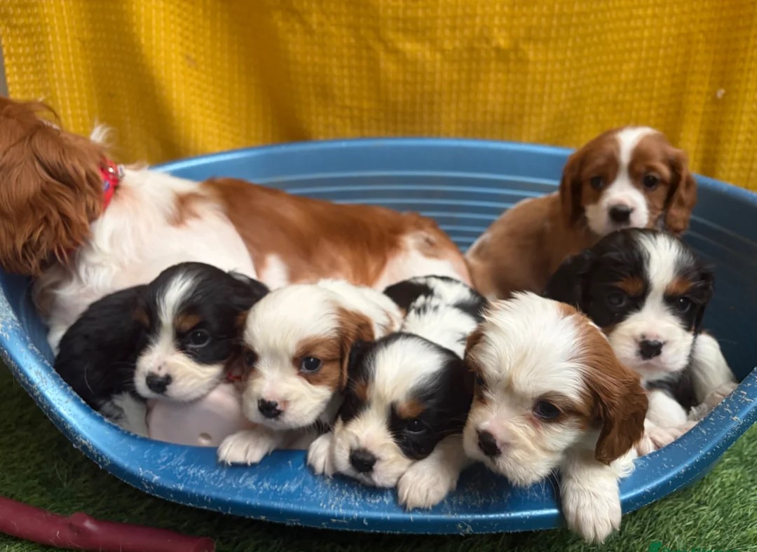 CAVALIER KING CHARLES SPANIAL - Pikkukuva 4