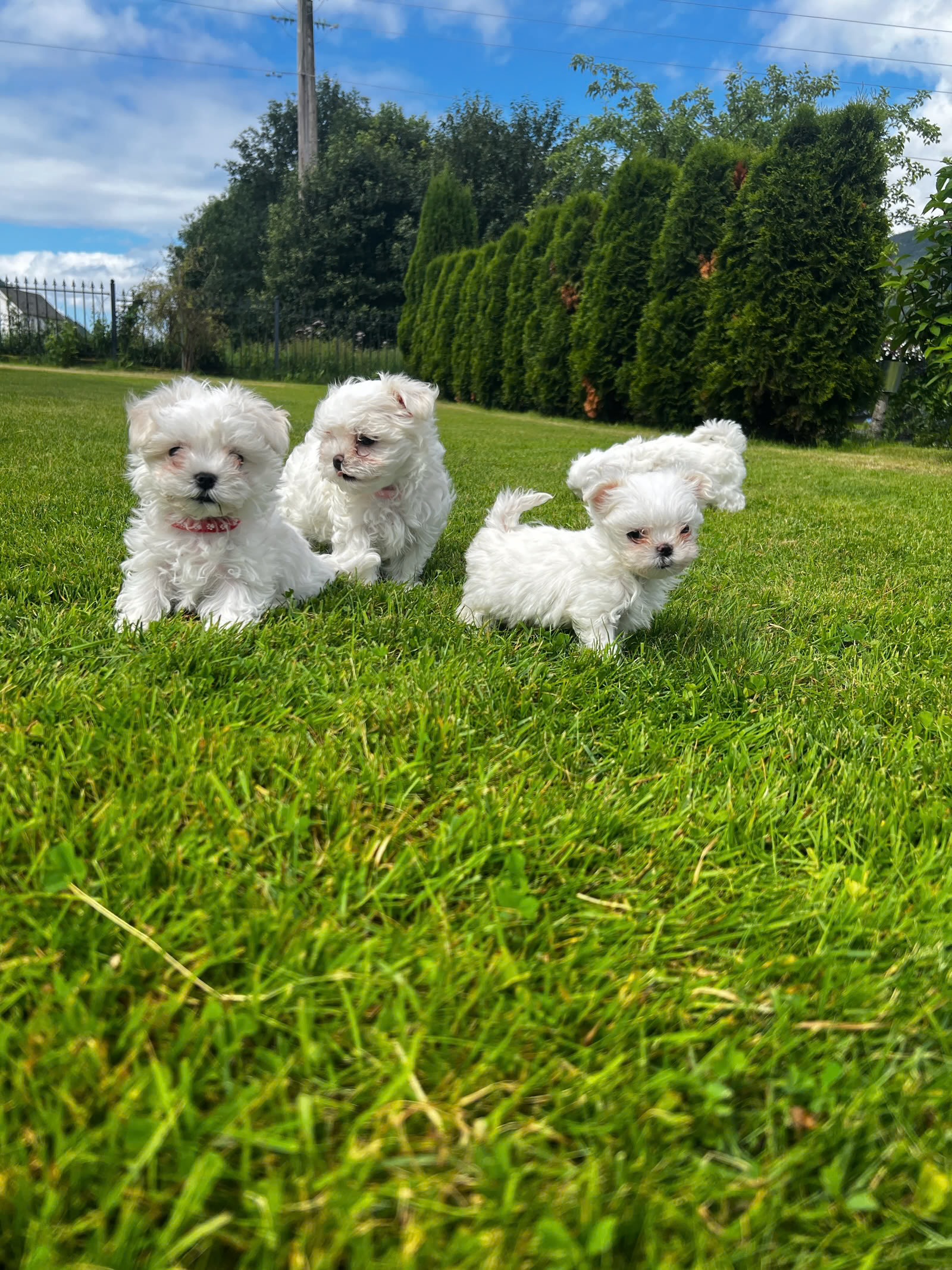 Maltese