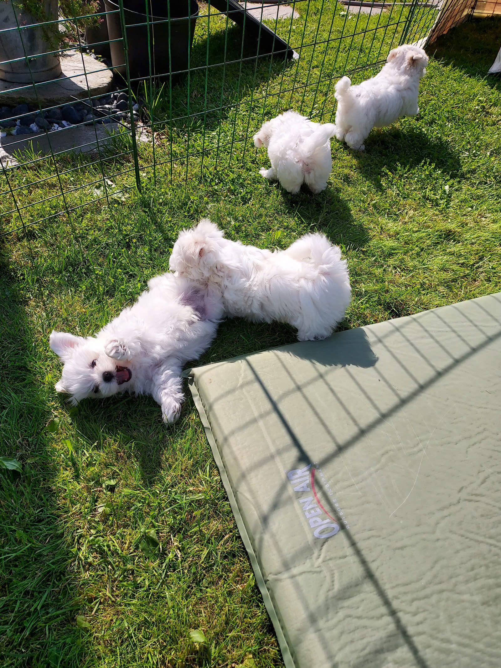 Maltese - Pikkukuva 2