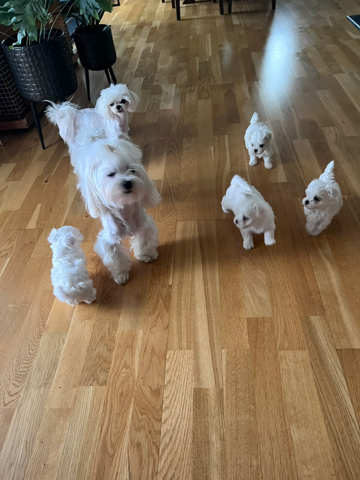 Maltese - Pikkukuva 3