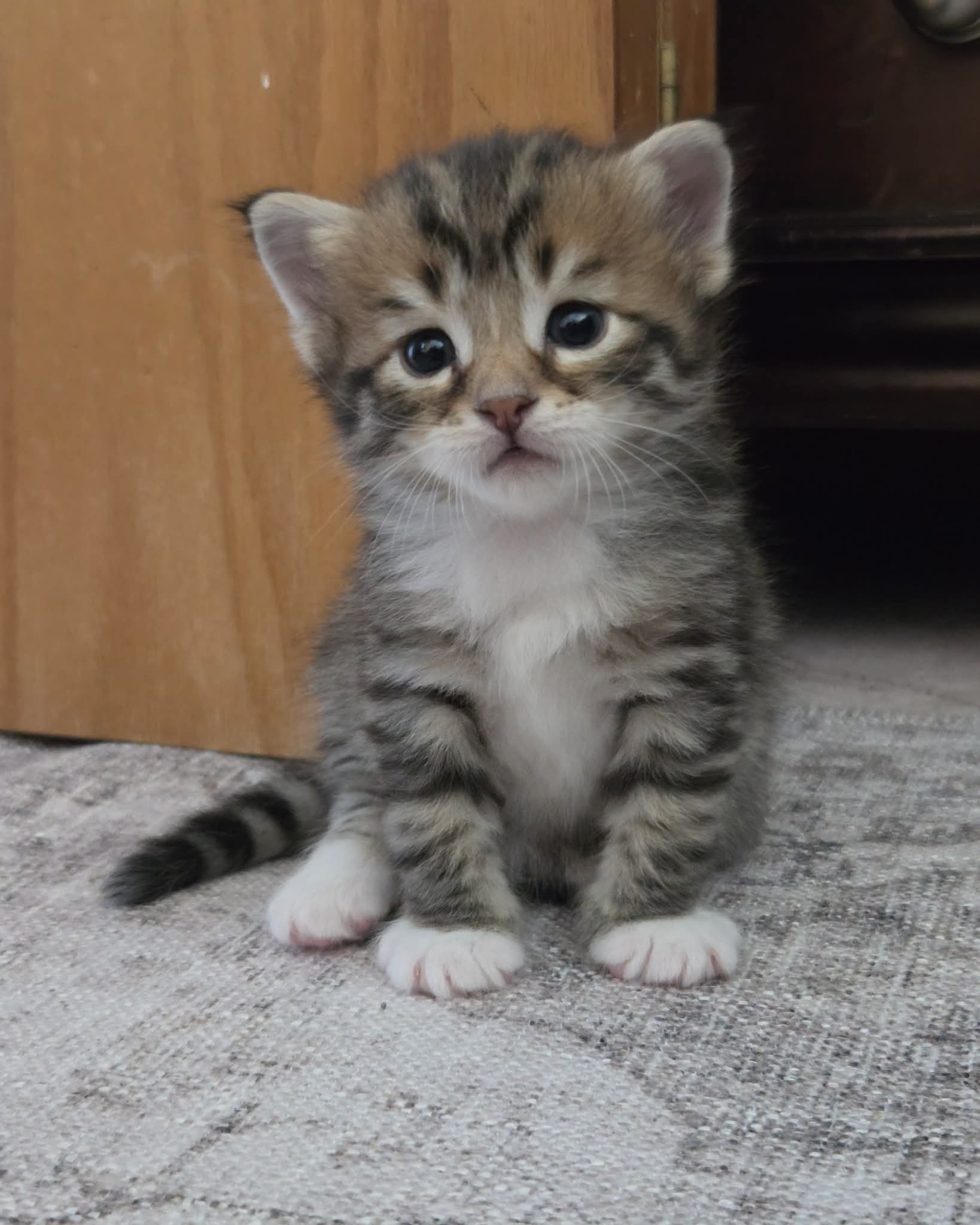 Maincoon 