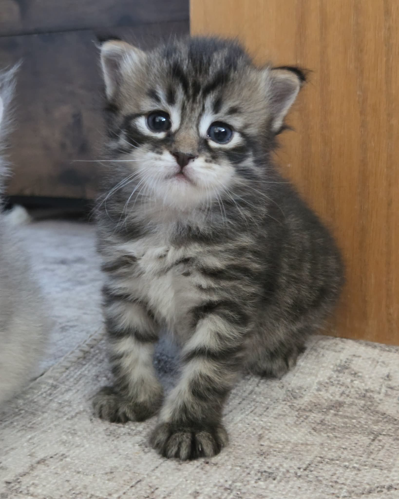 Maincoon  - Pikkukuva 2