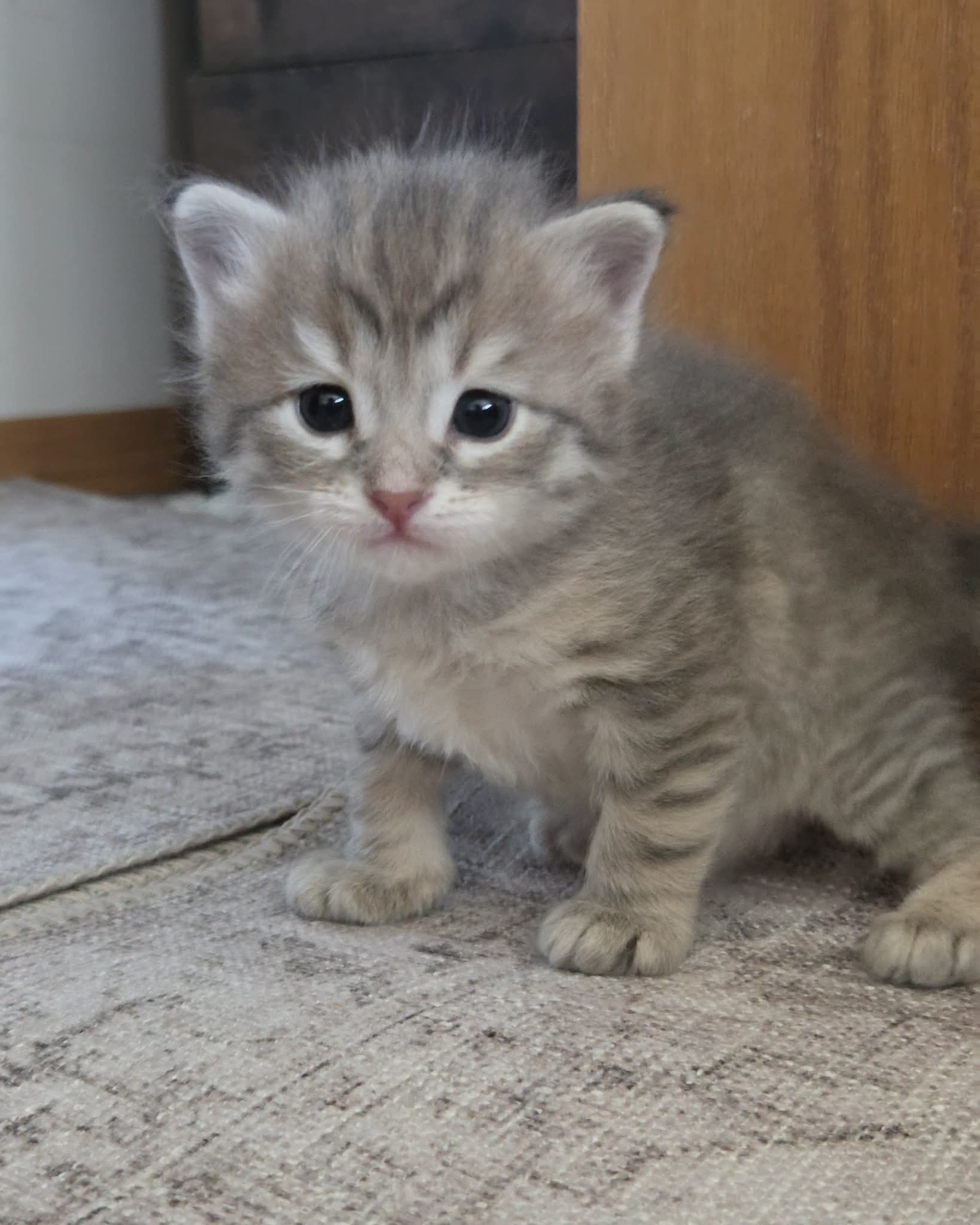 Maincoon  - Pikkukuva 3