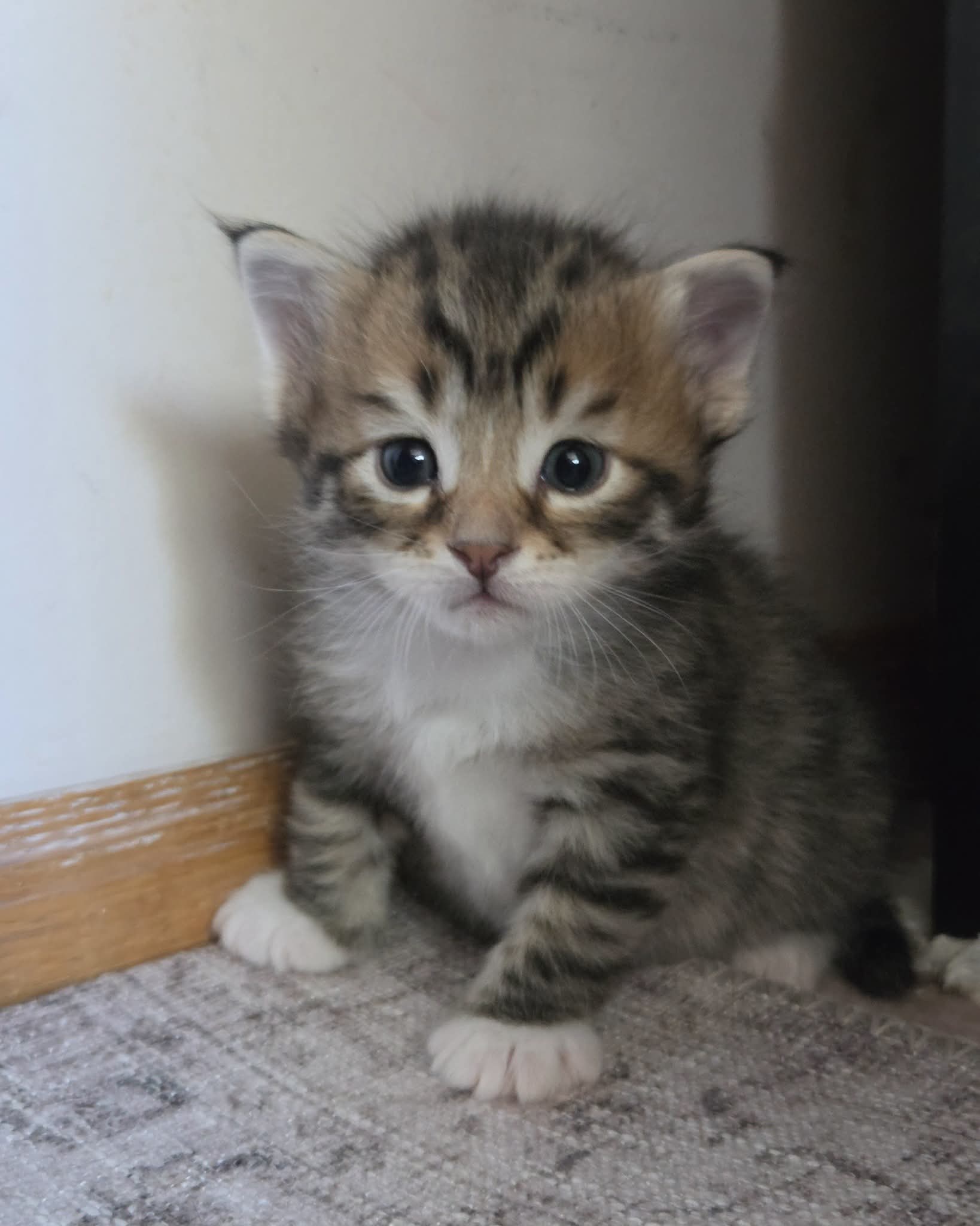 Maincoon  - Pikkukuva 4