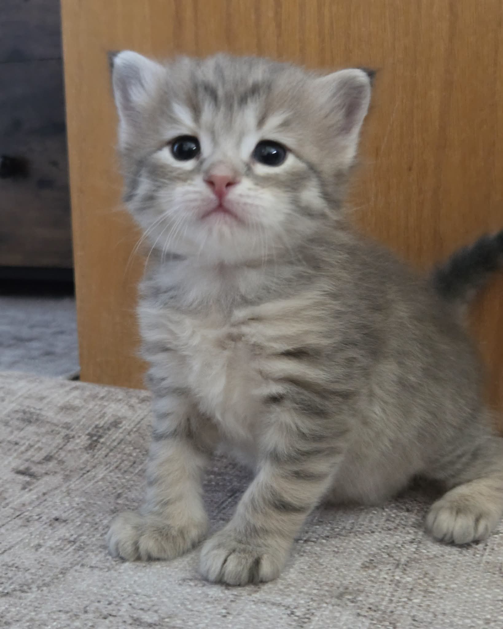Maincoon  - Pikkukuva 5
