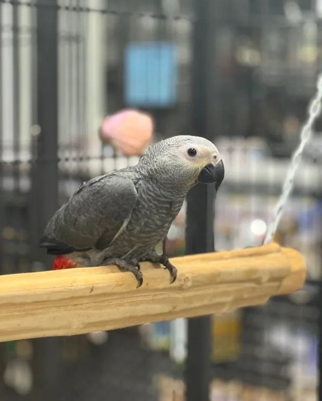 African grey parrots available  - Pikkukuva 2