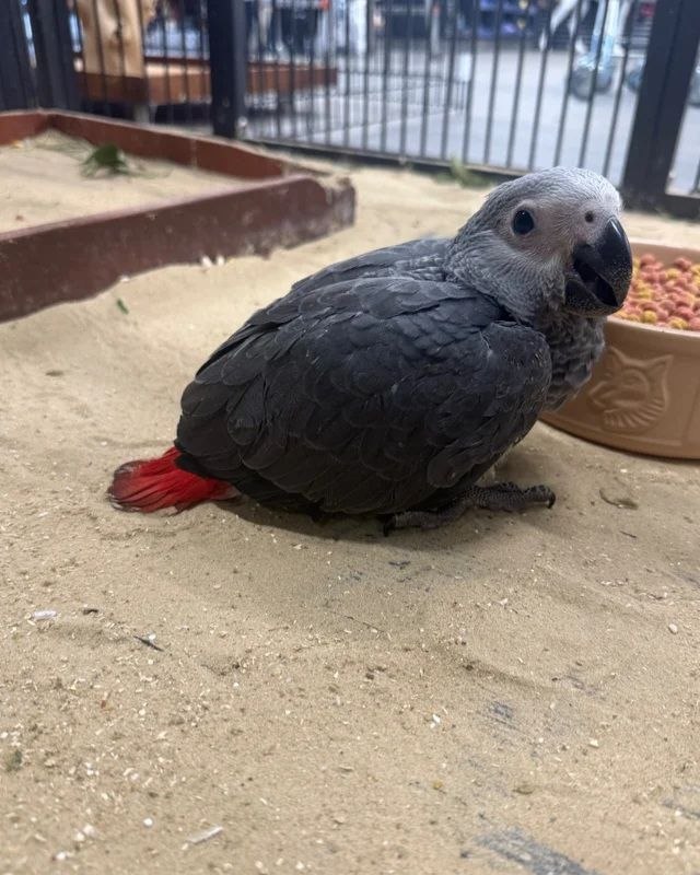 African grey parrots available  - Pikkukuva 3