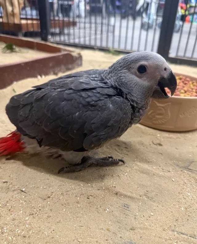 African grey parrots available  - Pikkukuva 4