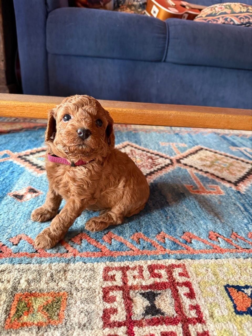 Cockapoo  - Pikkukuva 2