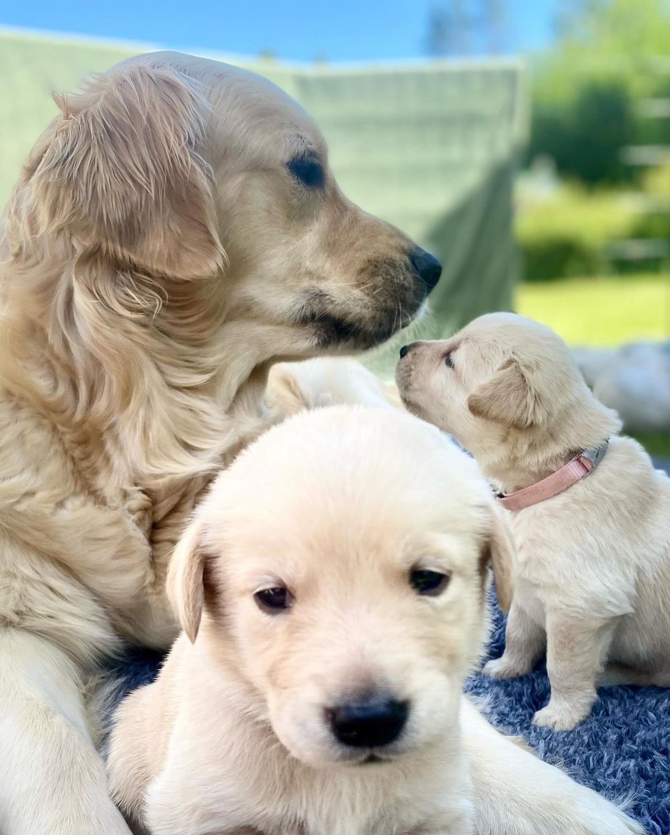 Golden Retriever 