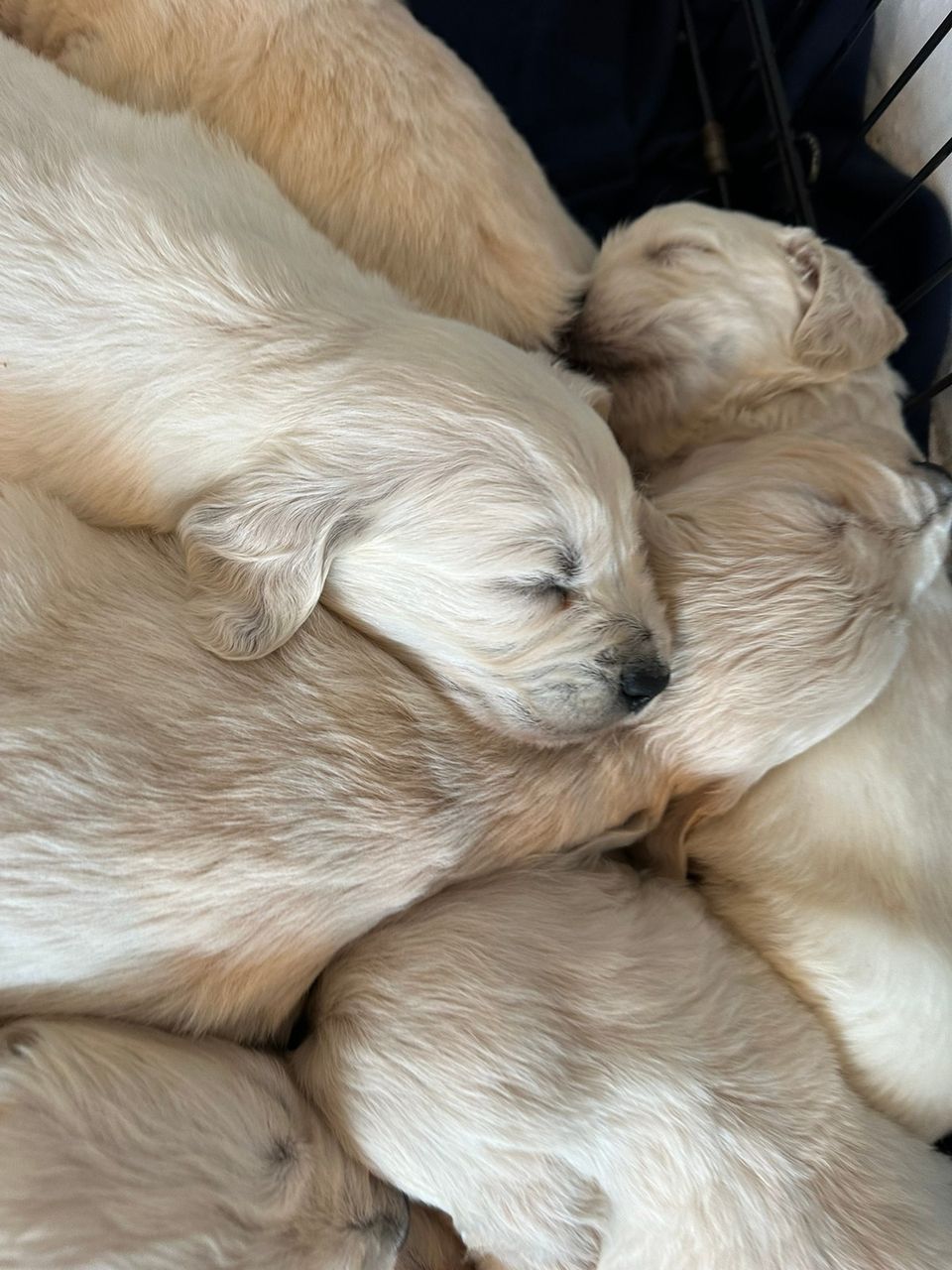Golden Retriever  - Pikkukuva 2