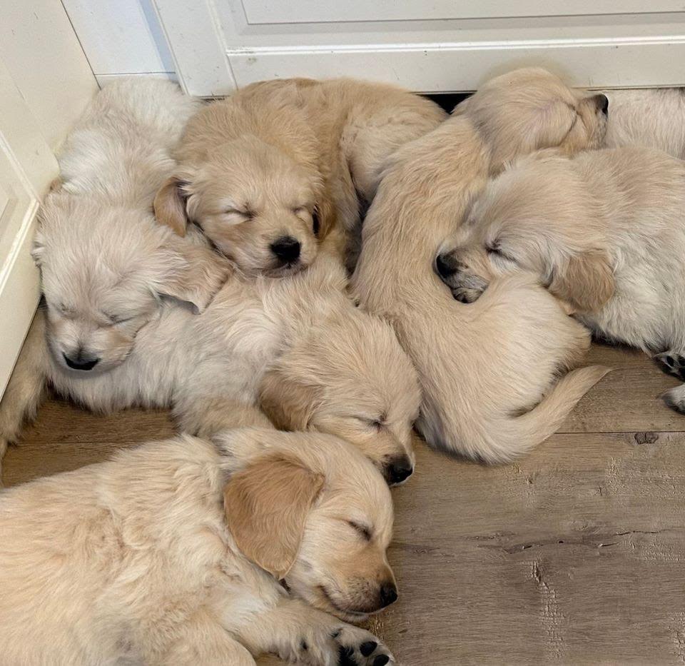Golden Retriever  - Pikkukuva 3