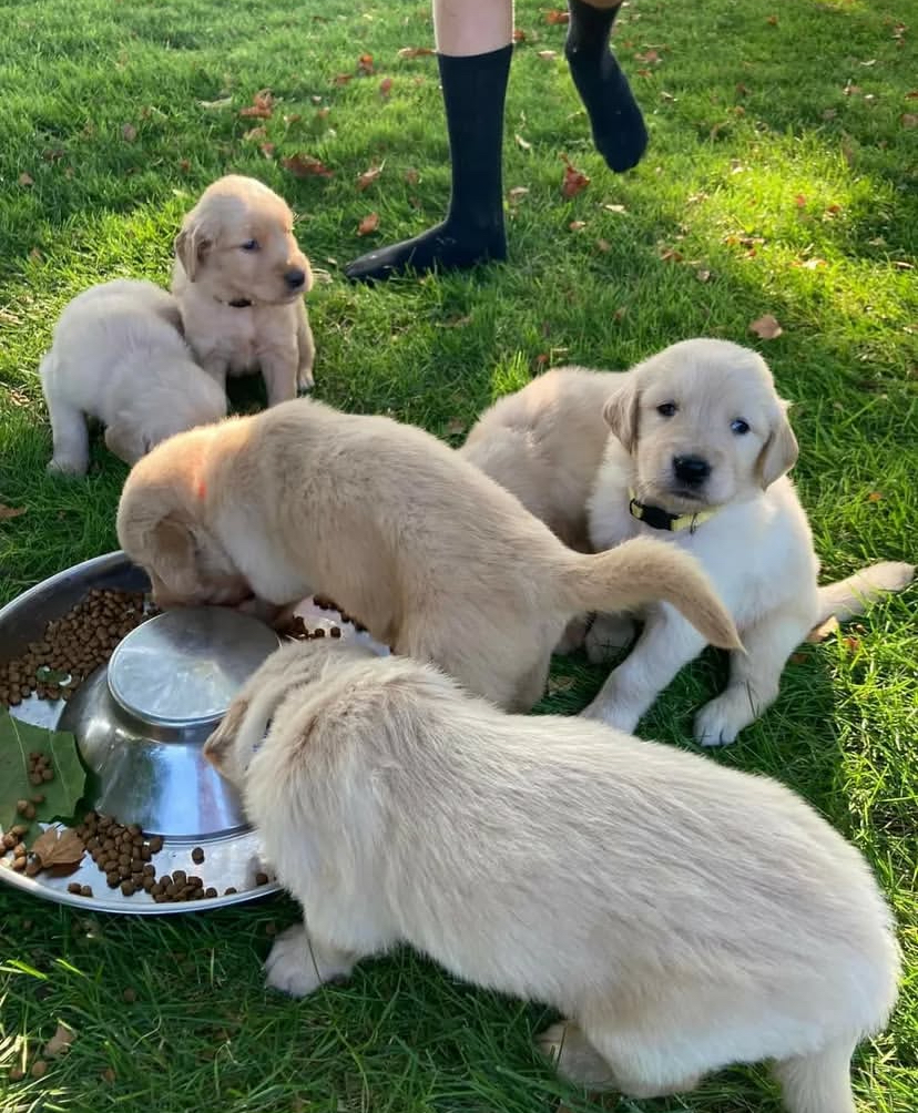 Golden Retriever  - Pikkukuva 4