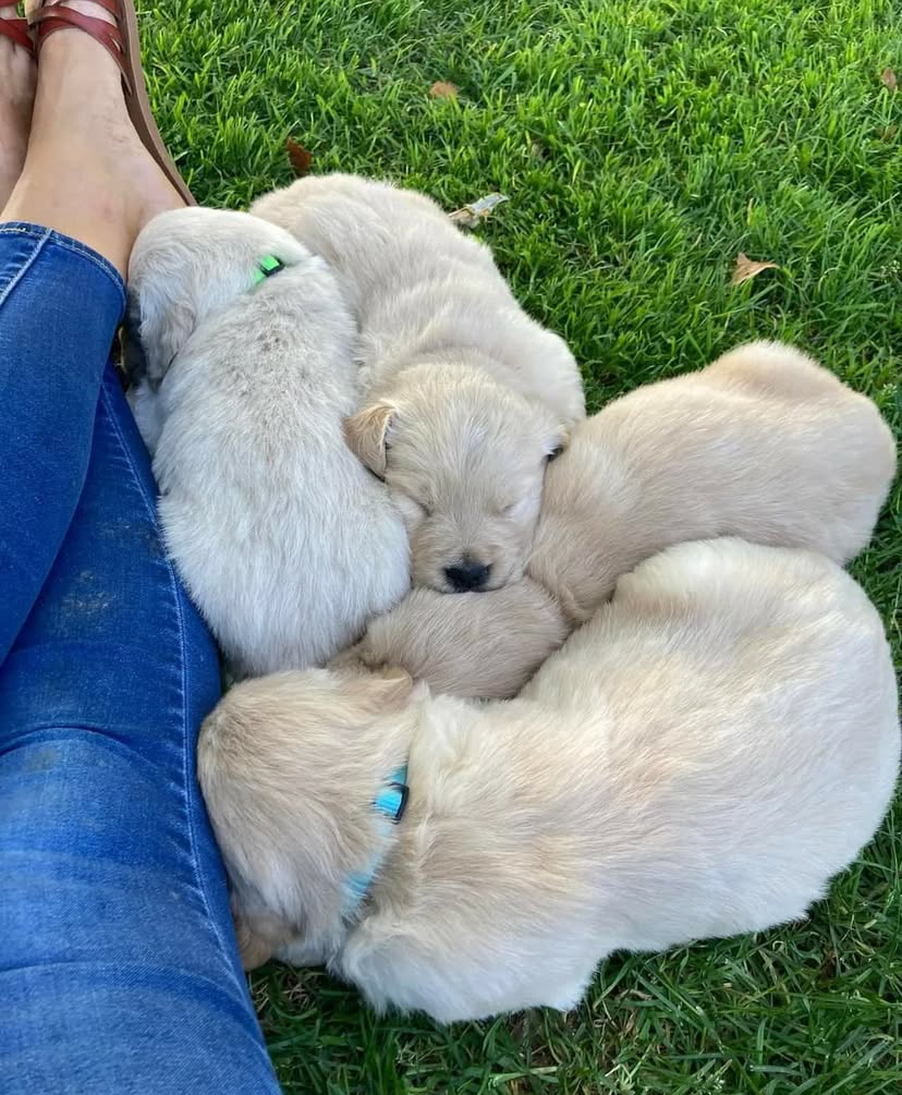 Golden Retriever  - Pikkukuva 5